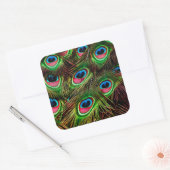 pauw veren plumafbeelding patroon vierkante sticker (Envelop)