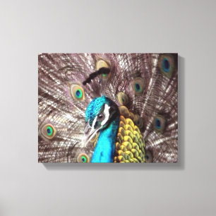 pauwenoog canvas afdruk