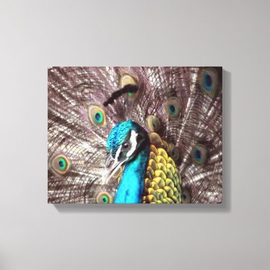 pauwenoog canvas afdruk (Voorkant)