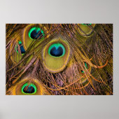 Pauwenoog Poster (Voorkant)