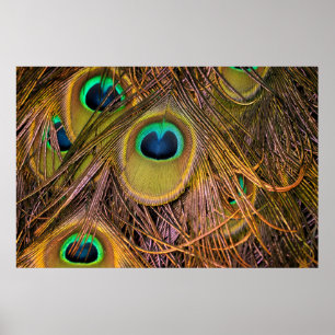 Pauwenoog Poster