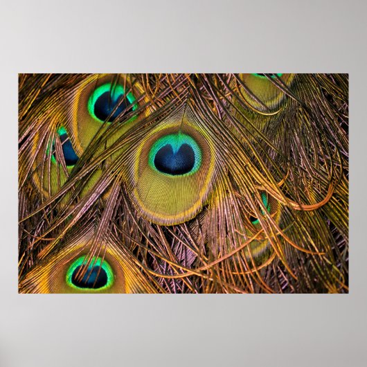 Pauwenoog Poster (Voorkant)