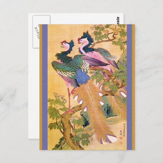 pauwnoot briefkaart (Voorkant / Achterkant)