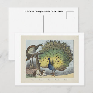 PAUWOOG Joseph Scholz, 1829 - 1880 Briefkaart