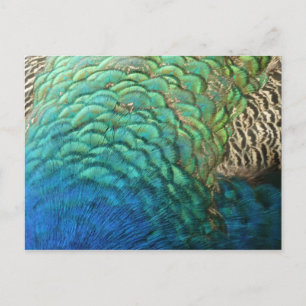 Pauwveren I Kleurrijk Abstract Natuurontwerp Briefkaart