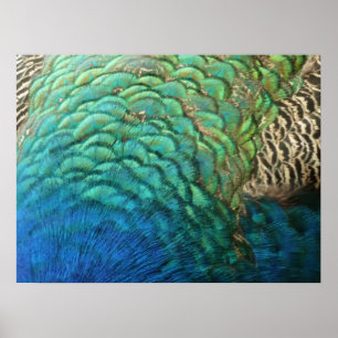 Pauwveren I Kleurrijk Abstract Natuurontwerp Poster