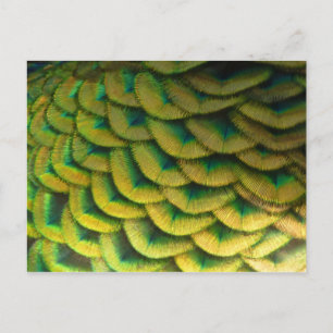 Pauwveren II Kleurrijke Natuur Briefkaart