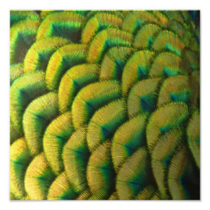 Pauwveren II Kleurrijke Natuur Foto Afdruk