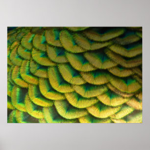 Pauwveren II Kleurrijke Natuur Poster