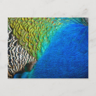 Pauwveren IV Kleurrijke Abstracte Natuur Briefkaart