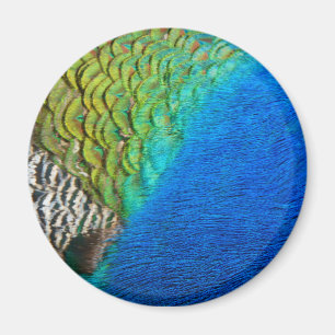 Pauwveren IV Kleurrijke Abstracte Natuur Magneet