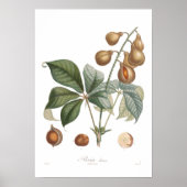 Pavia, red buckeye poster (Voorkant)