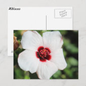 Pavonia Hastata # 2 Briefkaart (Voorkant / Achterkant)