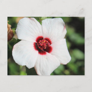 Pavonia Hastata # 2 Briefkaart