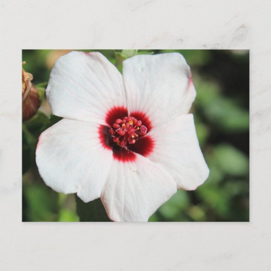 Pavonia Hastata # 2 Briefkaart (Voorkant)