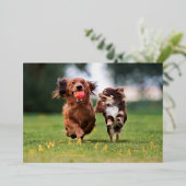 Paw-la-la-la-la leuke huisdier kerstfoto folie feestdagenkaart (Staand Voorkant)