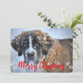 Paw Prints, 2 foto's, pretkerst, et Feestdagenkaart (Staand voorkant)