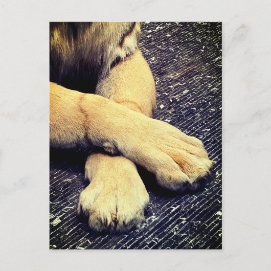 Paws Briefkaart (Voorkant)