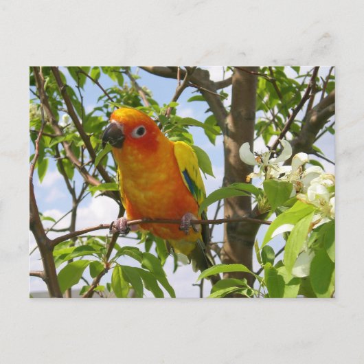 Paws here Briefkaart "Olivia" (Voorkant)