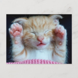 Paws up Kat Briefkaart