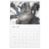 Pawsitive Cats and Kittens 2021 Calendar Kalender (Mar 2027)