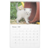 Pawsitive Cats and Kittens 2021 Calendar Kalender (Feb 2027)