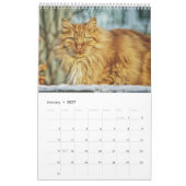 Pawsitive Cats and Kittens 2021 Calendar Kalender (Jan 2027)