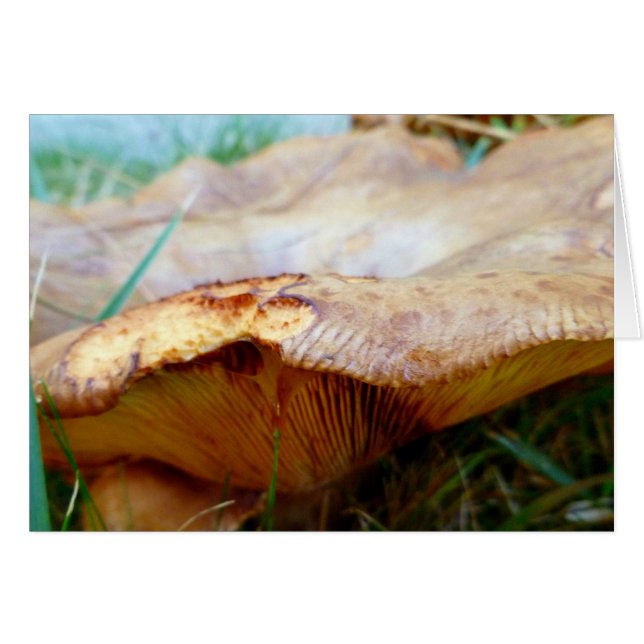 Paxillus involutus (Voorkant Horizontaal)