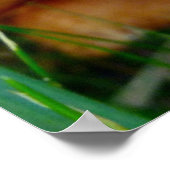 Paxillus involutus poster (Hoek)