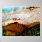 Paxillus involutus poster (Voorkant)