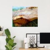 Paxillus involutus poster (Thuiskantoor)