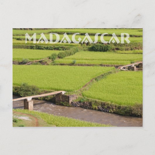 Paysage de rizières à Madagascar Briefkaart (Voorkant)