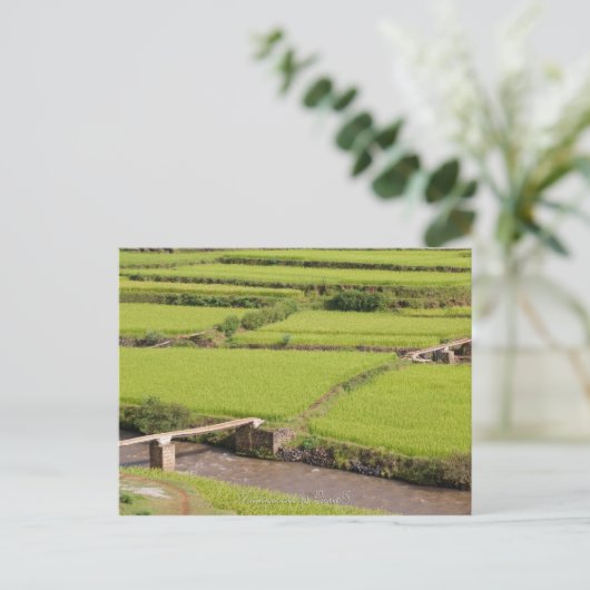 Paysage de rizières à Madagascar Briefkaart (Staand voorkant)