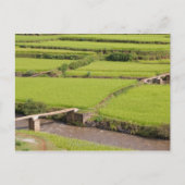 Paysage de rizières à Madagascar Briefkaart (Voorkant)