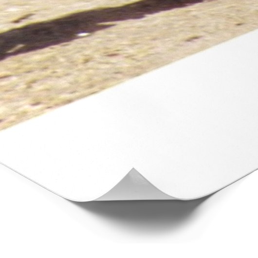 PBR Dreams Poster (Hoek)