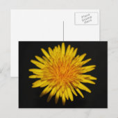 Pccna van paardenbloem briefkaart (Voorkant / Achterkant)