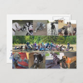 PDXDanes-Briefkaart Briefkaart (Voorkant / Achterkant)