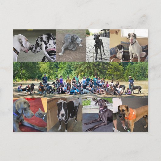 PDXDanes-Briefkaart Briefkaart (Voorkant)