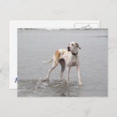 PDXDanes Fynn Briefkaart 2011 (Voorkant / Achterkant)