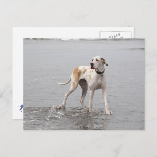 PDXDanes Fynn Briefkaart 2011 (Voorkant / Achterkant)