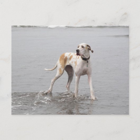 PDXDanes Fynn Briefkaart 2011 (Voorkant)