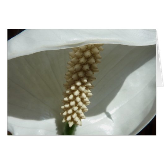 Peace Lily Elegant White Floral (Voorkant Horizontaal)