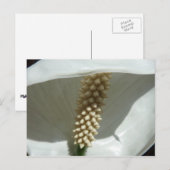 Peace Lily Elegant White Floral Briefkaart (Voorkant / Achterkant)