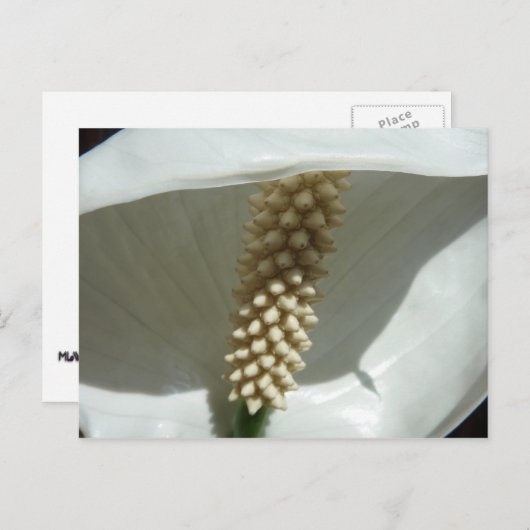 Peace Lily Elegant White Floral Briefkaart (Voorkant / Achterkant)