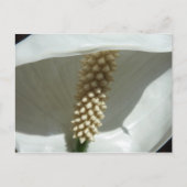 Peace Lily Elegant White Floral Briefkaart (Voorkant)