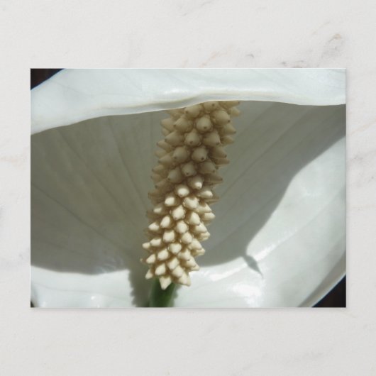 Peace Lily Elegant White Floral Briefkaart (Voorkant)