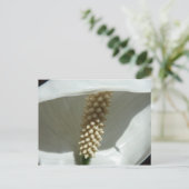 Peace Lily Elegant White Floral Briefkaart (Staand voorkant)