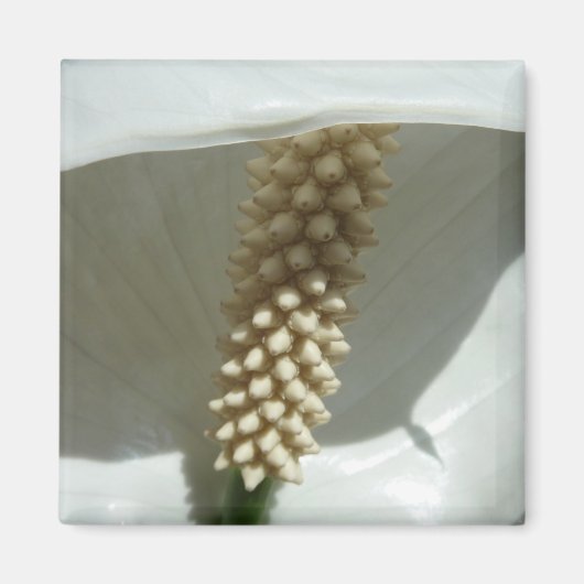 Peace Lily Elegant White Floral Magneet (Voorkant)