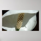 Peace Lily Elegant White Floral Poster (Voorkant)