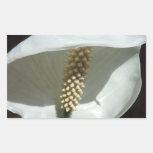 Peace Lily Elegant White Floral Rechthoekige Sticker